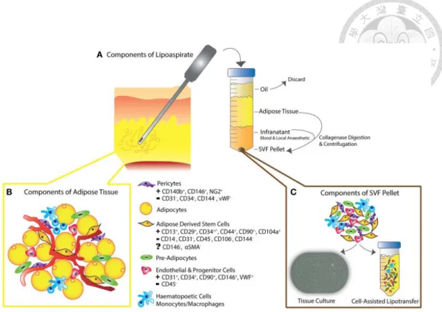 Figure 5. Cellular compositions of adipose tissue and stromal vascular cells. 