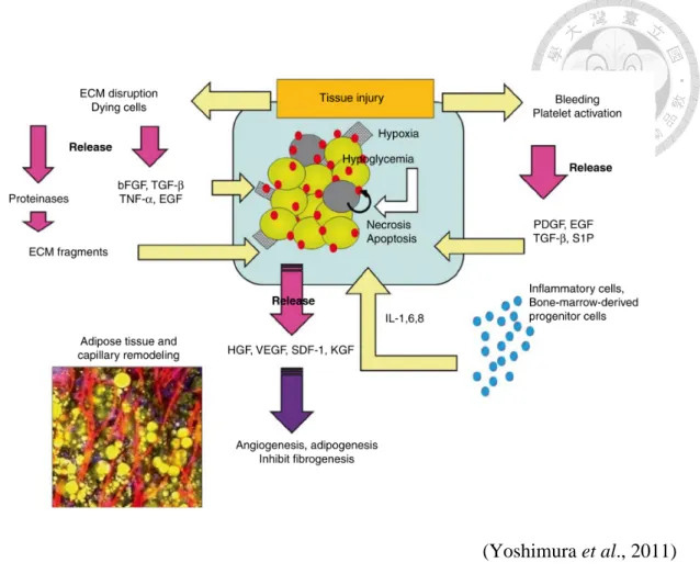 Figure 7. Cellular and molecular events after adipose-tissue grafting. 