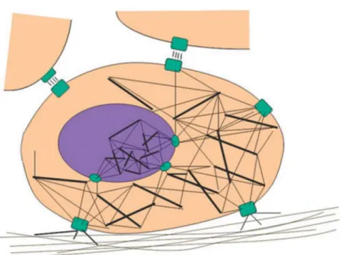 Figure 12. The tensegrity structures of cells. 