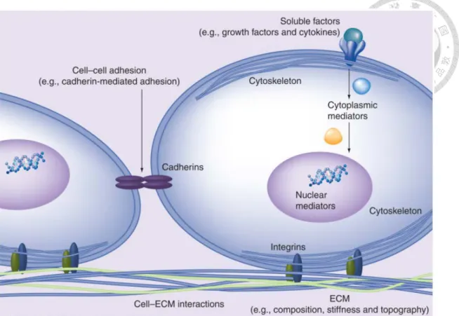 Figure 14. The cellular microenvironment control cell fate. 