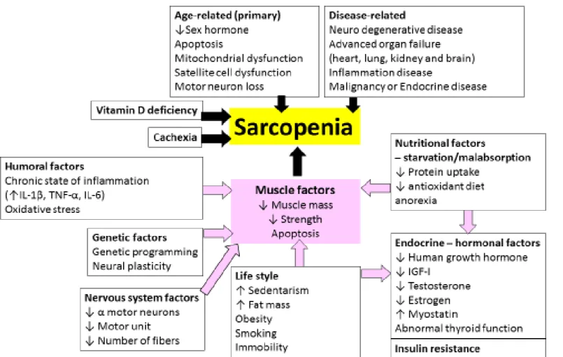 Figure 1. Scheme of the different etiological sarcopenia mechanism and their consequences [1, 10] 