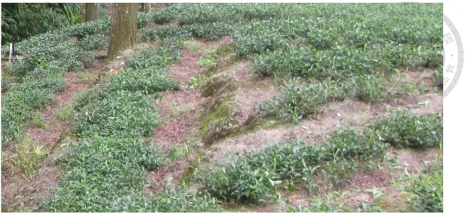 圖 3-7  順應邊坡採取的種植方式（自行拍攝）  部分茶園鄰近或鄰接產業道路，工作期間資材補給的機動性相對較高，比如 阿德、阿清家有一片兩端臨路的茶園，施肥時便可先將卡車停在茶園「上面 10 」 的路邊，搬運其中一部份的肥料進茶園，由山坡上往山坡下逐行施肥，到一定階 段後，阿德再將車子開往「下面」 ，自己由下往上施肥，不但有雙管齊下的效果， 工作結束也不用再爬上山，可以直接順路開車回家。  固定配置在茶園中的技術物，以收集雨水的儲水桶為大宗，這些水基本上用 來稀釋農藥、液肥和除草劑，原因乃是出自日常茶園管