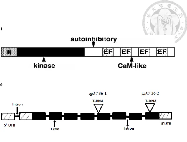 Figure 2: The putative structure of CPK7 and cpk7 mutants.