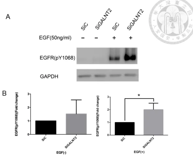 Figure 2. Effect of GALNT2 knockdown on EGFR phosphorylation. (A) After 