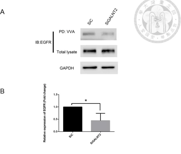 Figure 3. Effect of GALNT2 knockdown on EGFR glycosylation. (A) After 