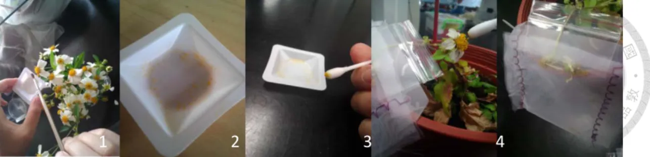 Fig. 3 The protocol of artificial pollination 
