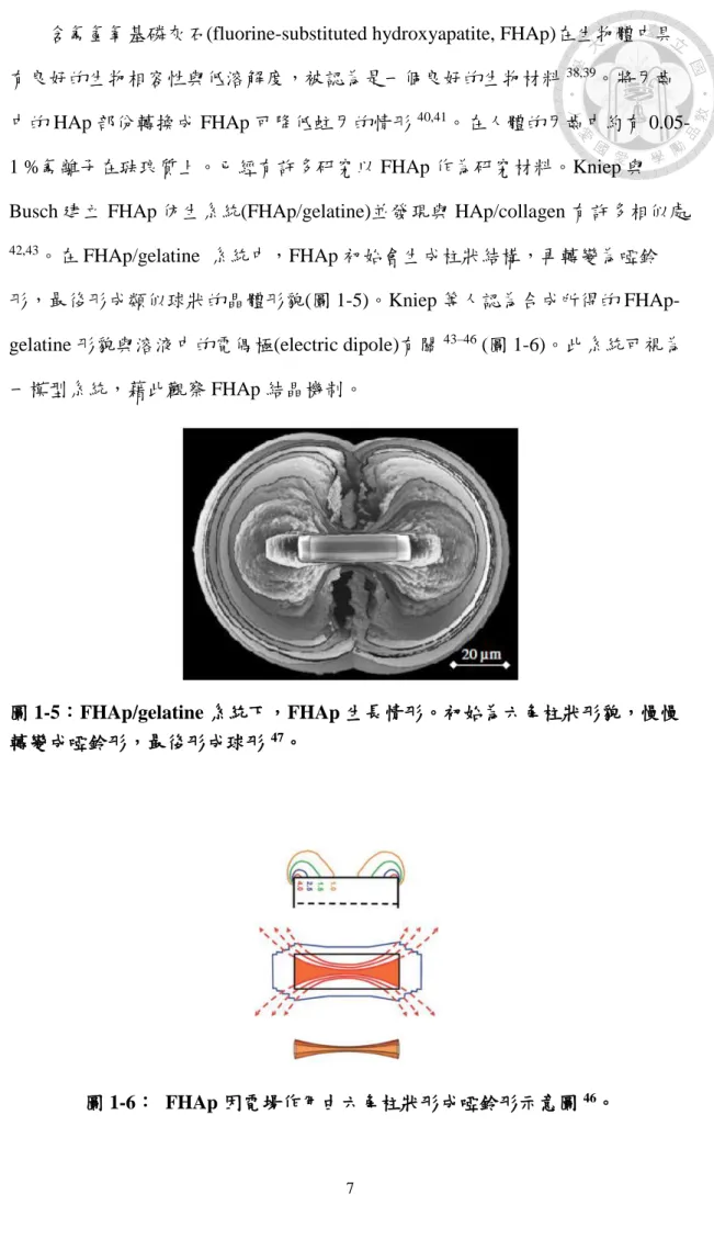 圖 1-5：FHAp/gelatine 系統下，FHAp 生長情形。初始為六角柱狀形貌，慢慢 轉變成啞鈴形，最後形成球形 47 。 