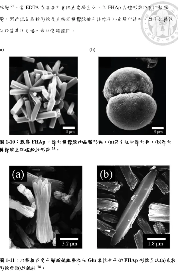 圖 1-11：以掃描式電子顯微鏡觀察添加 Glu 掌性分子的 FHAp 形貌呈現(a)束狀 形貌與(b)紡錘狀 78 。 