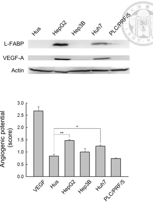 Figure 2. L-FABP expression is associated with VEGF-A expression of HCC cells. 