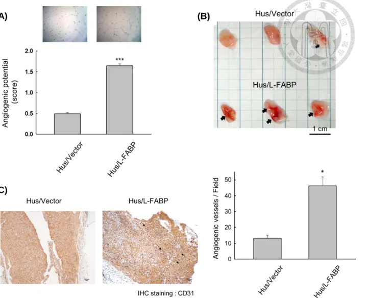 Figure 4. L-FABP promotes in vitro and in vivo angiogenic activity of Hus cells.   
