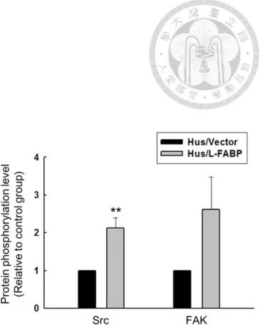 Figure 10. L-FABP increases the phosphorylation level of Src and FAK kinases in  Hus cells 