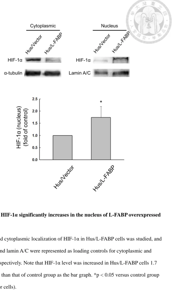 Figure 15. HIF-1 α significantly increases in the nucleus of L-FABP overexpressed  cells 