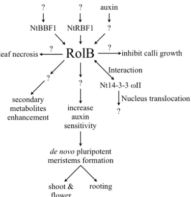 Figure 1-2 The overview of rolB-mediated plant responses. rolB can be activated  by auxin-dependent signals or auxin-independent transcript factors BBF1 and RBF1