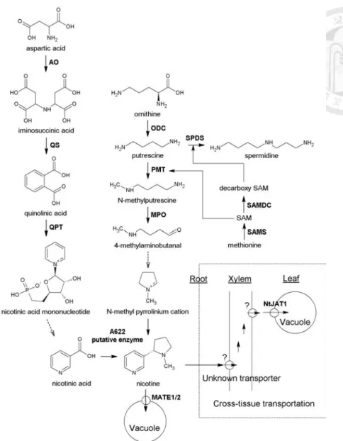 Figure 1-3 Biosynthetic pathway, transportation, and storage of nicotine. 