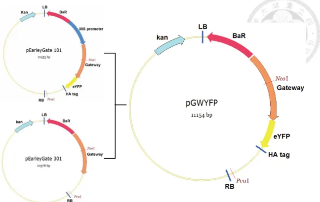 Figure 2-2 pGWYFP vector for rol gene complement. pEarleyGate 101 and  pEarleyGate 301 were reacted with both endonucleases NcoI and PvuI respectively