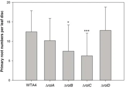 Figure 3-4 Primary root number per leaf disc (R/L ratio). Primary root, emerging  from infected leaf disc, numbers were calculated on 21 dpi