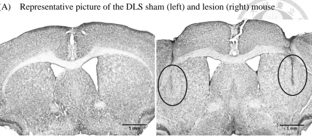 Figure 3. 1. The pictures of representative infusion placements in the DLS, DMS  and NA