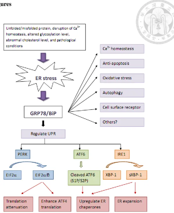 Figure 1. Summary of physiological functions of glucose-regulated protein 78. 
