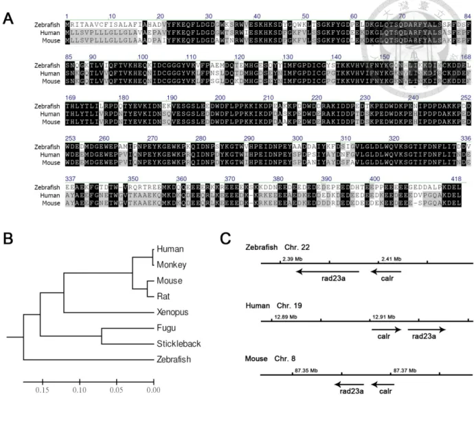Figure 2. Sequence conservation analysis of zebrafish CRT.   