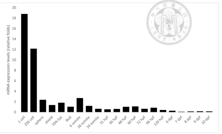 Figure 3. Temporal expression pattern of CRT in developing zebrafish embryos. 