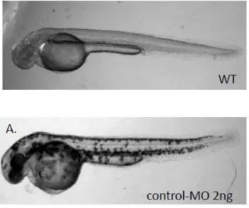 Figure 5. The zCRT-ATGMO morphants at 2dpf showed severe developmental 