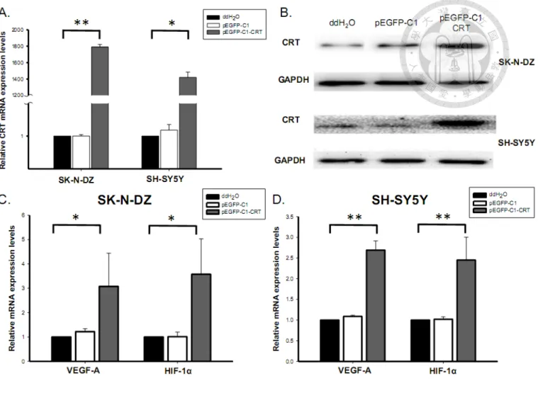 Figure 6. CRT over-expression up-regulated VEGF-A and HIF-1 in SK-N-DZ 