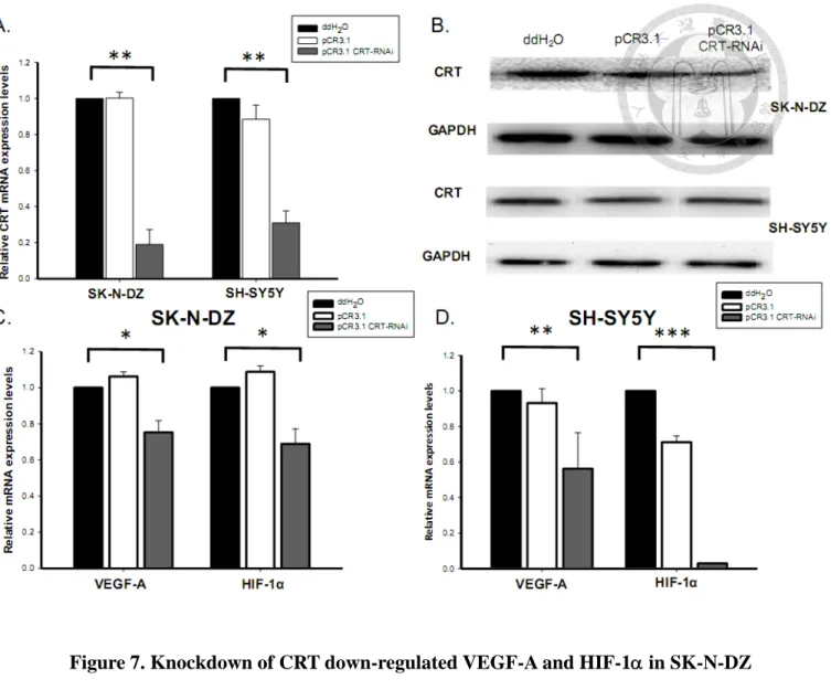 Figure 7. Knockdown of CRT down-regulated VEGF-A and HIF-1 in SK-N-DZ 