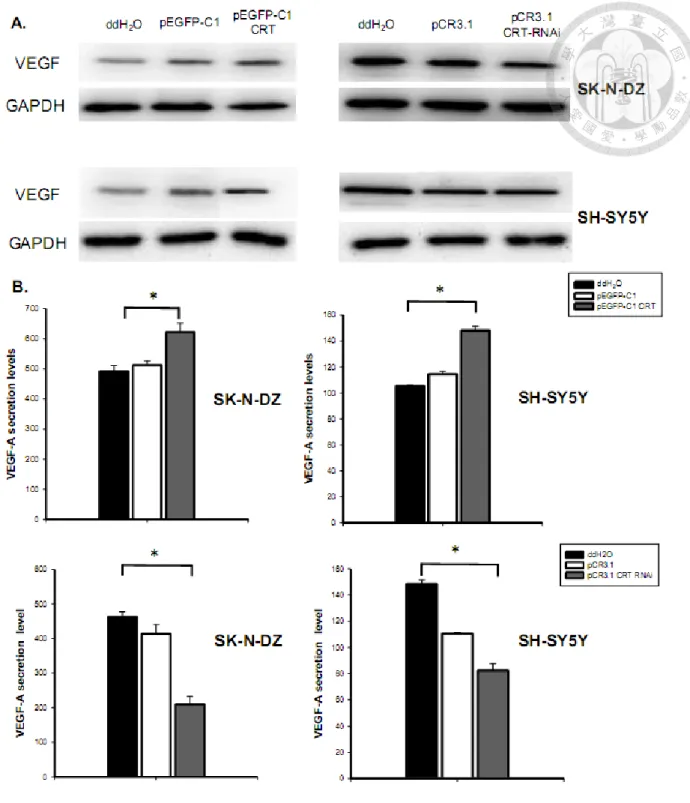 Figure 8. VEGF-A protein expression and secretion level were up-regulated in 