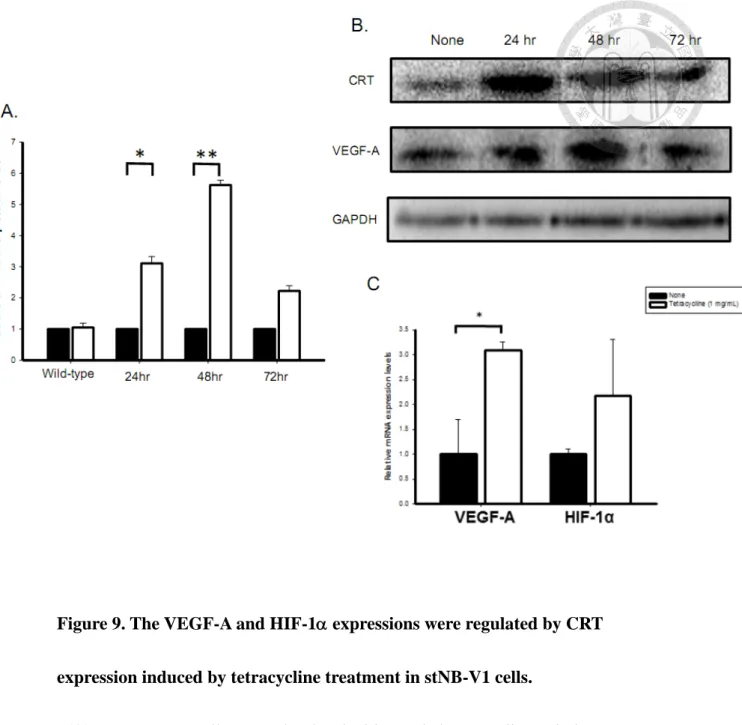 Figure 9. The VEGF-A and HIF-1 expressions were regulated by CRT 