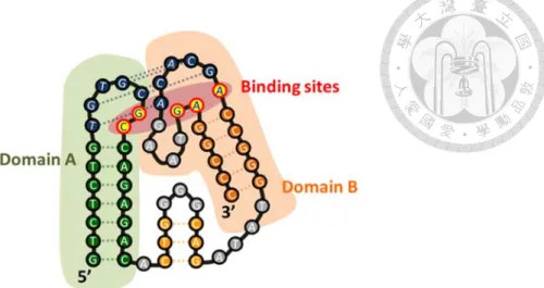 圖 1- 6 DA-specific aptamer 的結構示意圖。DA-specific aptamer 的結構包含兩個 主要的 stem-loop domains (Domain A 與 Domain B)，有 5 個核苷酸是與多巴胺結 合的位置，其中 2 個核苷酸在 Domain A，3 個在 Domain B。兩個 loop 因為鹼基 配對而有交互作用，以藍色虛線表示。        圖 1- 7 在缺氧刺激下細胞釋放多巴胺之機制示意圖。在細胞釋放多巴胺的機制中， 細胞內鈣離子濃度的上升的原因，被推