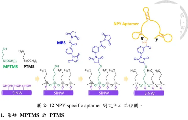 圖 2- 12 NPY-specific aptamer 固定化之流程圖。  1.  修飾 MPTMS 與 PTMS          將製作好的 bare SiNW-FET 晶片依序以丙酮-異丙醇-去離子水沖洗並以氮 氣吹乾，將晶片浸泡於含有  0.2 vol % MPTMS  與  0.8 vol % PTMS  之 99.5% 乙 醇溶液中，反應 15 min 後，以加熱板 110 ℃  烘烤 10 min。加熱是為了使  MPTMS  和 PTMS 形成良好的自組裝單分子膜。  2