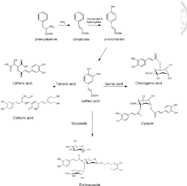 Fig. 2. Chemical structures and biosynthetic pathway of the five caffeic acid derivatives  in Echinacea species