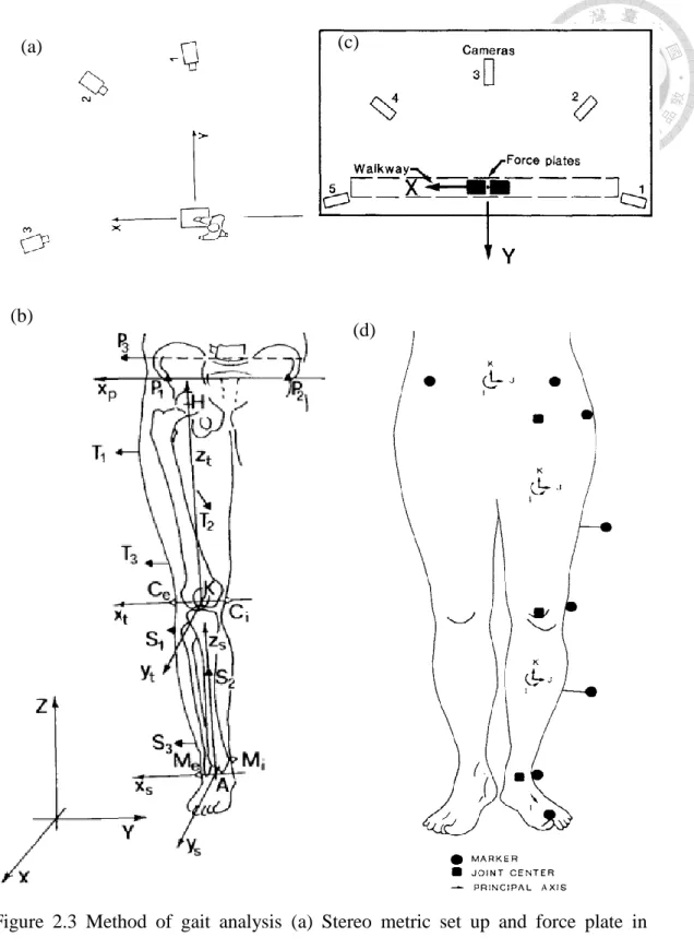 Figure  2.3  Method  of  gait  analysis  (a)  Stereo  metric  set  up  and  force  plate  in  Cappazzo research [27]