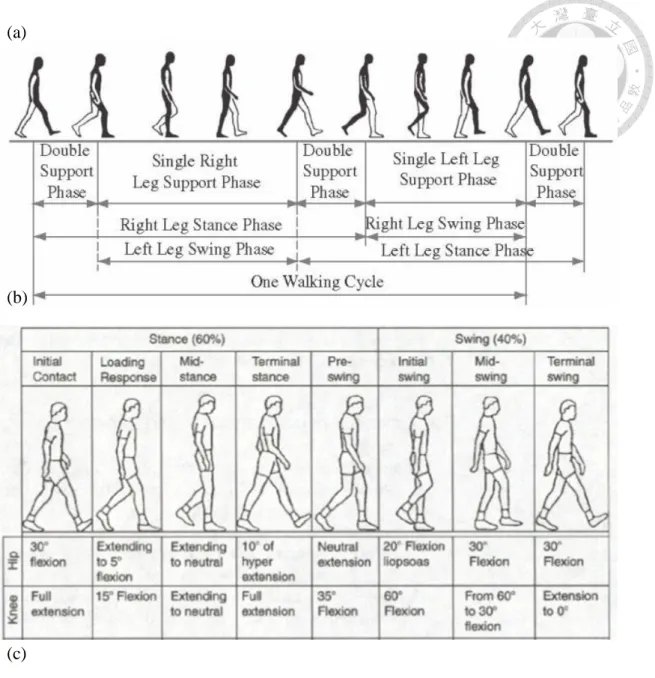 Figure 2.5 Gait cycle (a) Human walking cycle which is divided into single support  phase  and  double  support  phase  [29]