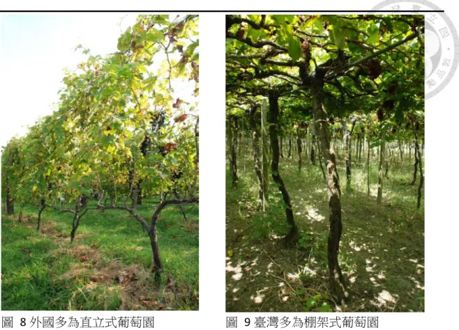 圖   8 外國多為直立式葡萄園  圖   9 臺灣多為棚架式葡萄園  圖片來源：攝影者  郭名揚 因此，葡萄園的栽培管理方式相對於其他作物，高度受到種植者所控制，在 一個農民的葡萄園裡，葡萄樹的排距與棵距、葡萄藤的高度皆經由農民精心設計、 規劃，每顆樹按照園裡應有的規矩而排列，葡萄藤的高度則是丈量種植者的身高 而決定，這些掌控葡萄園生長樣貌的規矩，是圍繞著葡萄園的主人 ─葡萄農的條件 與想法邏輯來策畫、安排。大體而言，葡萄園的景觀用「整齊有致」來描述並不 為過，每排葡萄樹之間清楚的行溝，讓農民在葡萄園裡以