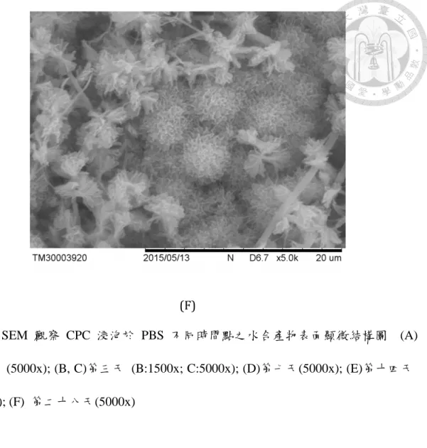 圖  5-8 SEM  觀察  CPC  浸泡於  PBS  不同時間點之水合產物表面顯微結構圖  (A) 第零天  (5000x); (B, C)第三天  (B:1500x; C:5000x); (D)第七天(5000x); (E)第十四天 (5000x); (F)  第二十八天(5000x) 