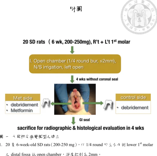 圖 一 大鼠根尖病變模型之建立