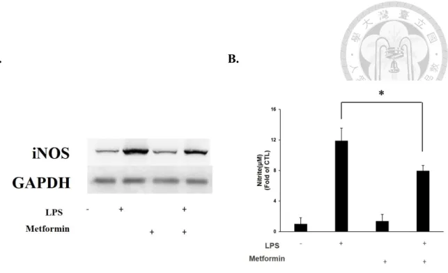 圖 三 Metformin 調節 LPS 誘發之 MMC-6 iNOS 與 Nitrite 表現量