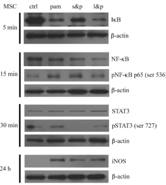Fig 21. Pam 3 CSK 4  induced NF-κB/STAT3/iNOS signals in BM-MSCs 