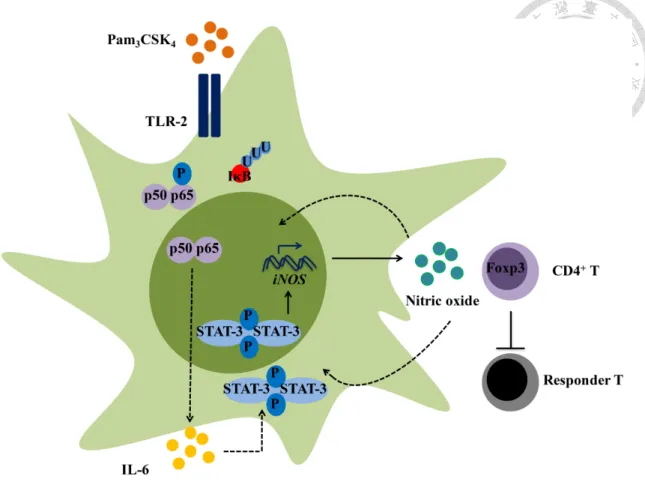 Fig 23. Proposed mechanisms of the enhanced immunosuppressive properties of  Mpam 