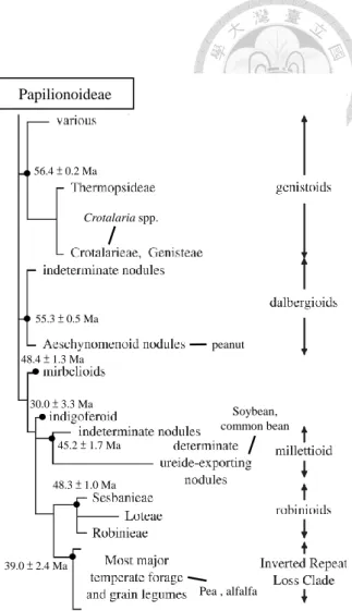 Figure  A.  Phylogeny  of  the  nodulating  groups  in Papilionoideae. Age estimates are shown at the  nodes  of  each  group  based  on  the  report  of  Lavin  et  al