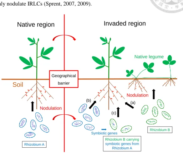 Figure  B.  Three  scenarios  may  contribute  to  the  finding  of  exotic  legume  for  its  compatible  rhizobia in the invaded areas