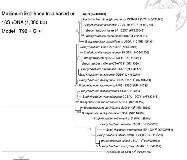 Figure  1-1  Phylogeny  of  strain  CzR2  based  on  16S  rRNA  genes.  Maximum  likelihood  tree  based  on  partial  16  rRNA  genes  (1,300  bp)  showing  the  relationships  among strain CzR2 and defined Bradyrhizobium species