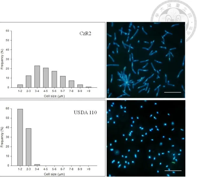 Figure  1-3  Cellular  morphology  of  strain  CzR2  and  USDA  110  on  YEM  plates.   