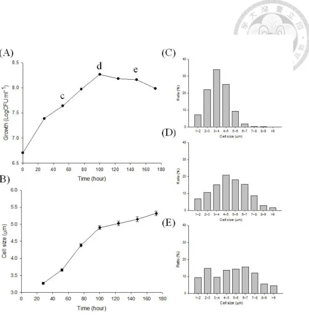 Figure 1-4 Cell size variation during growth kinetics of strain CzR2 grown in YEM  broth