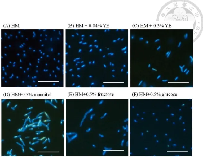 Figure 1-5 Morphology of strain CzR2 grown with different substrates.  CzR2 was  cultivated  on  the  plates  of  HM  (HEPES-MES)  basal  medium  (A),  HM+0.04%  yeast  extract  (YE)  (B),  HM+0.3%  YE  (C),  HM+0.5%  mannitol  (D)  HM+0.5%  fructose  (E) 