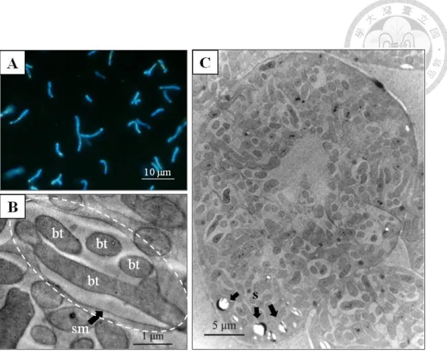 Figure 1-7 Cellular morphology of strain CzR2 symbiotic with  C. zanzibarica. (A)  Bacteroids of strain CzR2 stained with DAPI displayed pleomophism