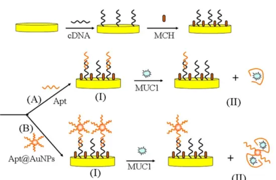 Figure 2-5 Schematic representation of the electrochemical aptasensor for the detection  of MUC1 (Liu et al., 2015)