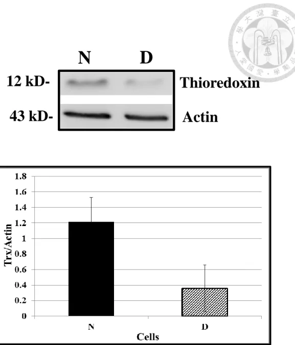 Figure 3. The expression of Trx in N cell and D cell by Western blotting   