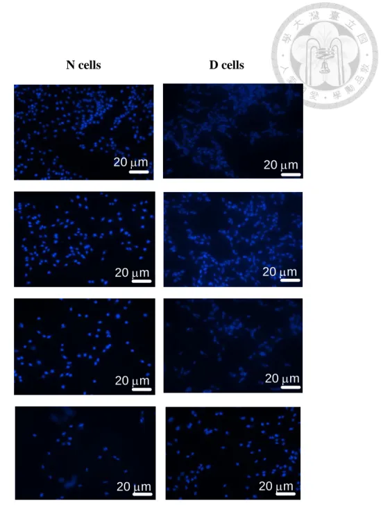 Figure 4. Effcts of Etoposide on apoptotic changes in nuclear staining by Hoechst  33258 fluorescent dye in D and N cells